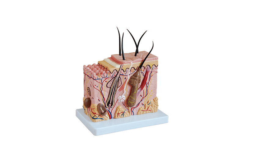 QC313-2 中型皮肤放大模型