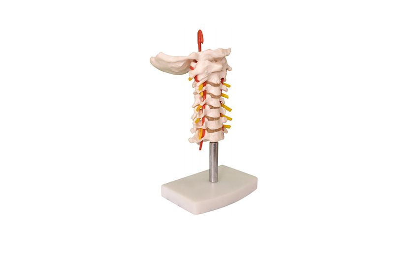 QC133 颈椎带颈动脉模型